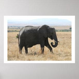 Póster passeio elefante
