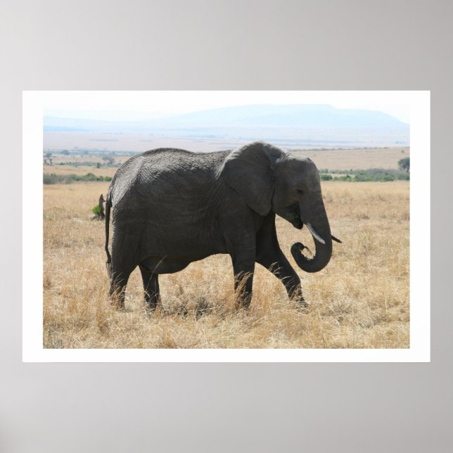 Póster passeio elefante (Frente)
