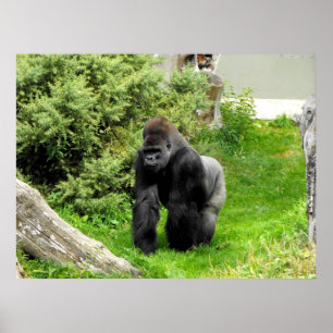 Póster Passeio masculino da junta do gorila do silverback