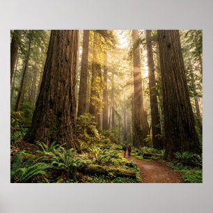 Poster Passeio pela Floresta