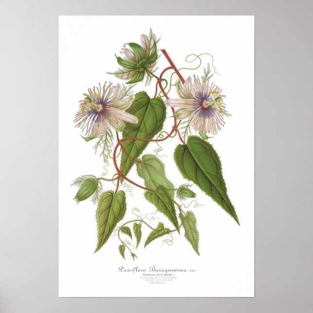 Póster Passiflora baraquimima (Frente)