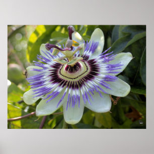 Póster Passiflora edulis forma flavicarpa (Flor de Passão