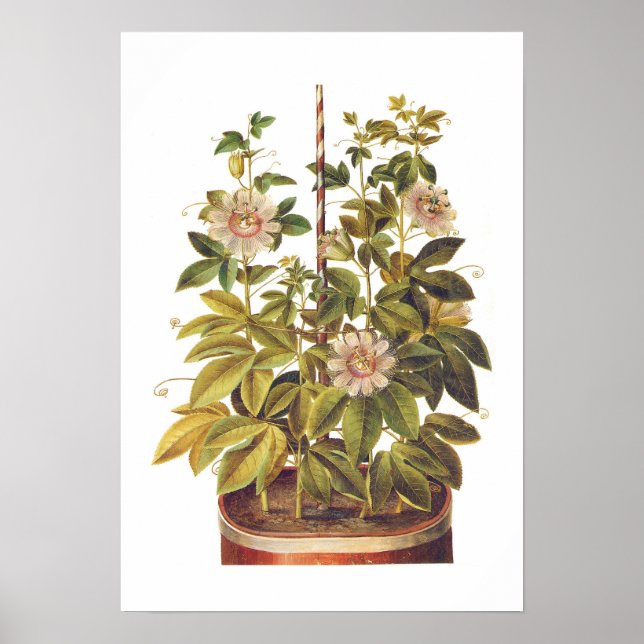 Poster Passiflora incarnata (Frente)