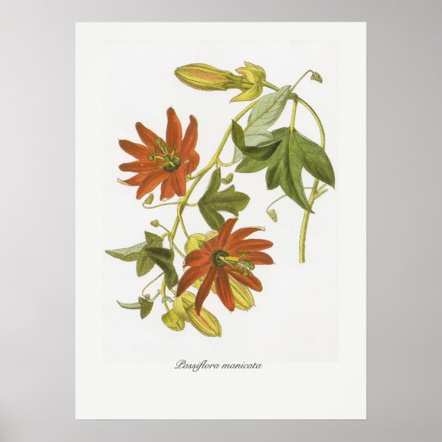 Poster Passiflora manicata (Frente)