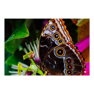 Póster Passiflora VIOLACEA e uma borboleta amorfa azul