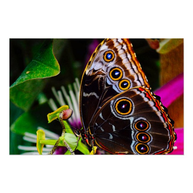 Póster Passiflora VIOLACEA e uma borboleta amorfa azul (Frente)