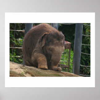 Póster Passos do bebê