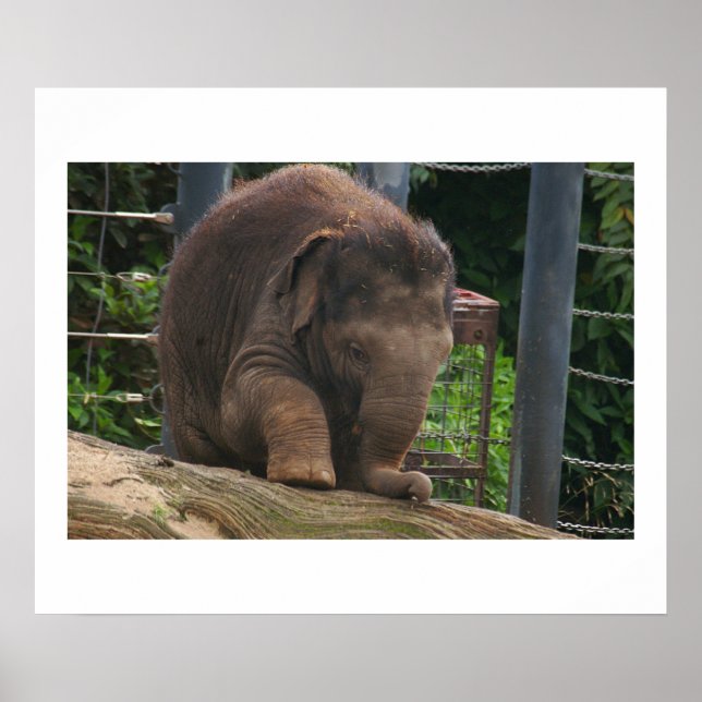 Póster Passos do bebê (Frente)