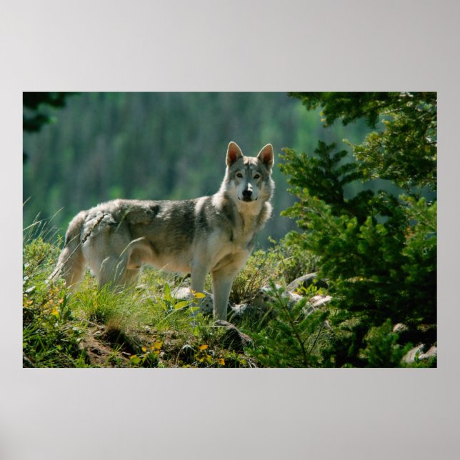 Poster Pasta (Frente)