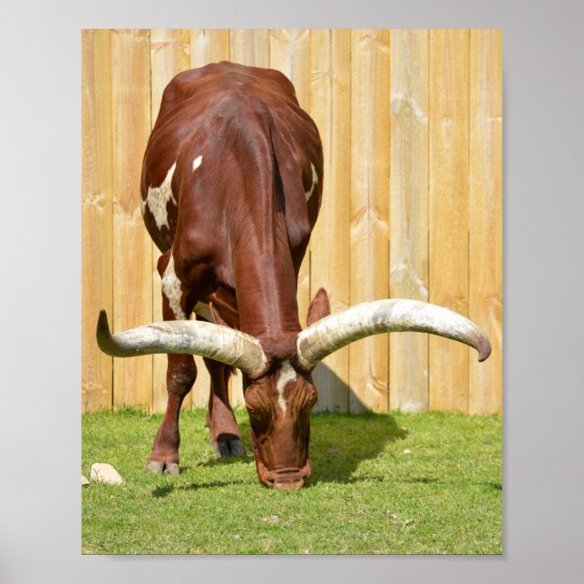 Poster Pastagem Ankole-Watusi (Frente)