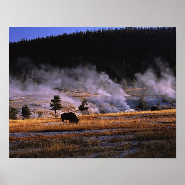 Póster Pastagem de bisonte na Bacia do Alto Geyser, perto (Frente)