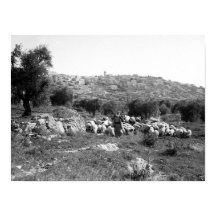 Pastas e ovelhas fora de Belém