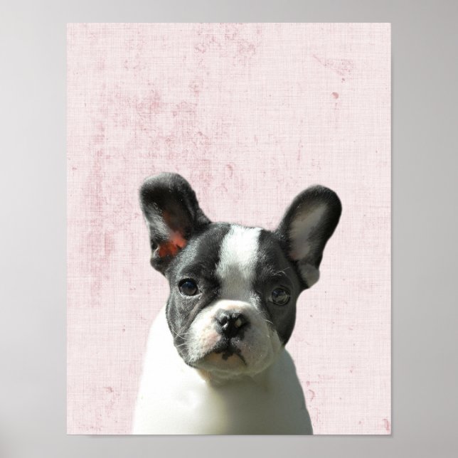 Poster Pastel Pink Peekaboo Boston Terrier Puppy Nursery (Frente)
