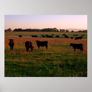Poster Pasto de Angus preto