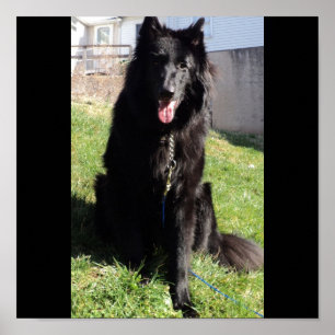 Póster Pastor belga aka "o lobo preto "