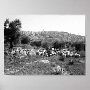 Poster Pastor e carneiros fora de Bethlehem