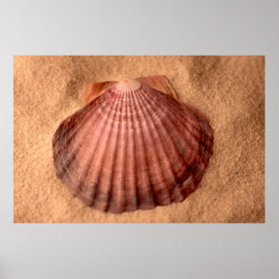 Poster Pata dos leões