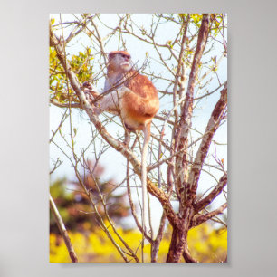 Poster Patas está em cima de uma árvore
