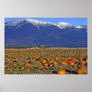 Poster Patch de Pumpkin em Montana em Flathead Valley
