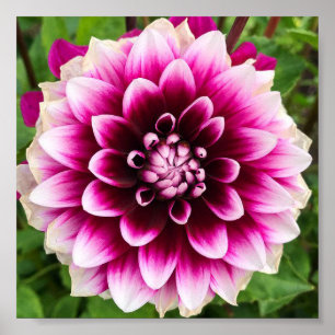 Poster Patches Dahlia