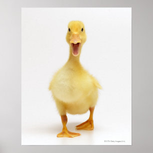 Poster Patinho