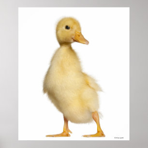 Póster Patinho (1 semanas de idade)