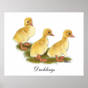 Póster Patinhos amarelos