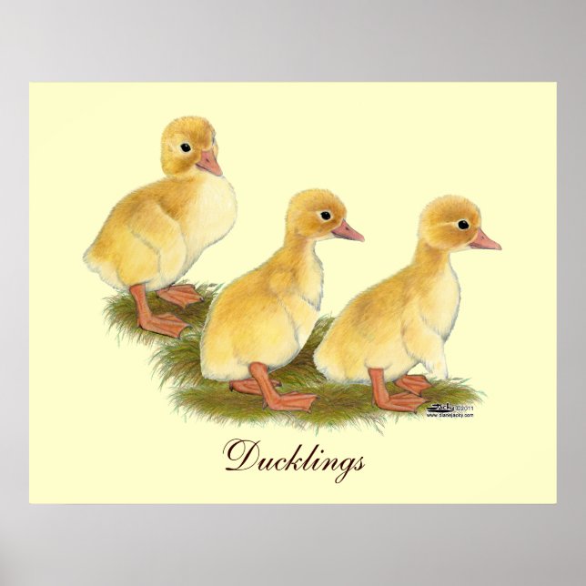 Poster Patinhos Amarelos (Frente)