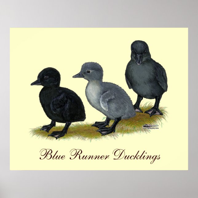 Póster Patinhos Blue Runner (Frente)