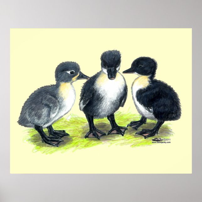 Póster Patinhos Suecos Azuis (Frente)