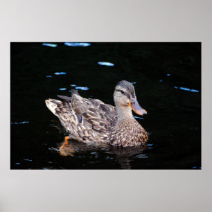 Poster Pato