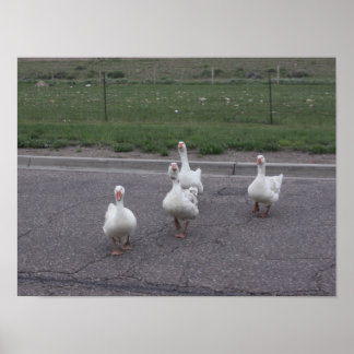 Poster Pato