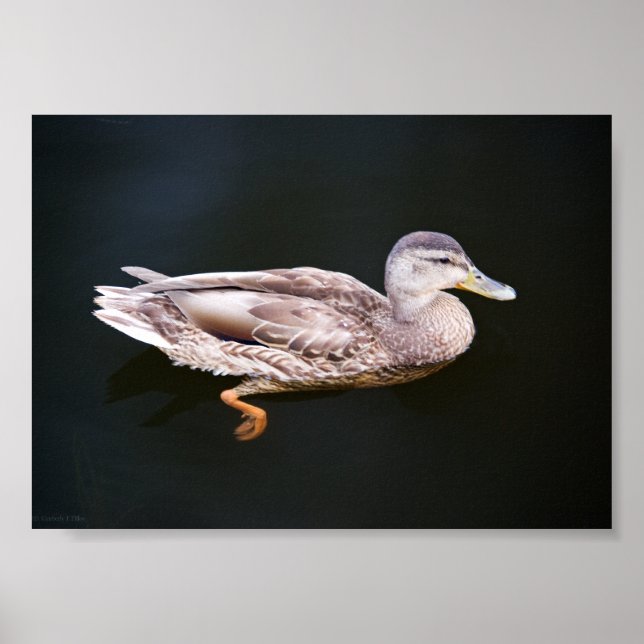 Póster Pato 907b (Frente)