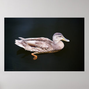 Póster Pato 907b