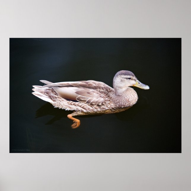 Póster Pato 907b (Frente)