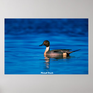 Poster Pato Alfinete