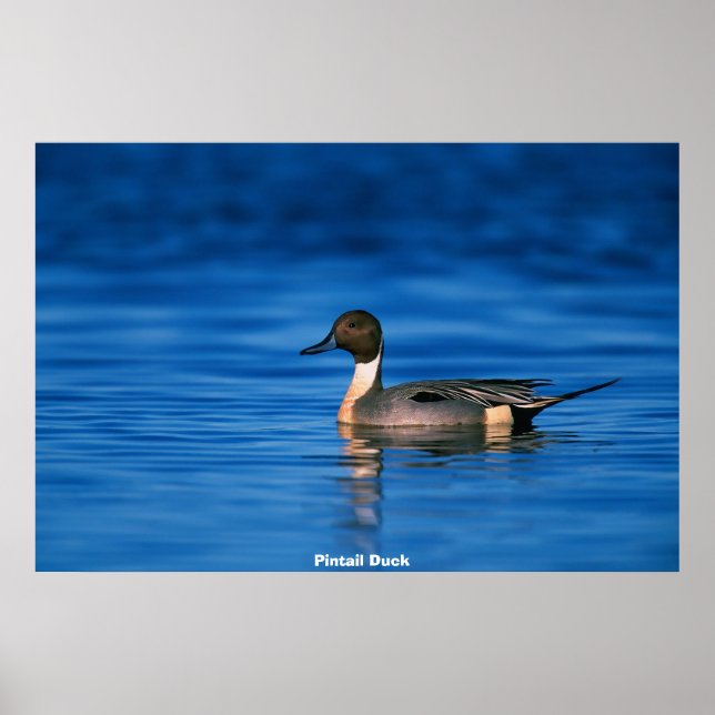 Poster Pato Alfinete (Frente)