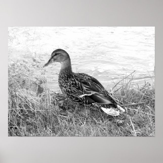 Póster Pato Amigável (Frente)