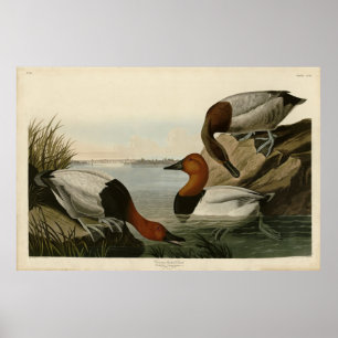Poster Pato apoiado pela canvas das Aves da América de Au