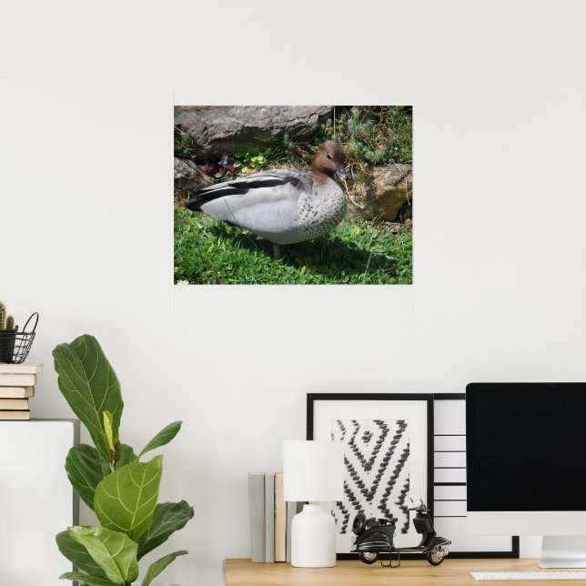 Poster Pato Australiano de Madeira em Jardim Tranquilo (Escritório em casa)