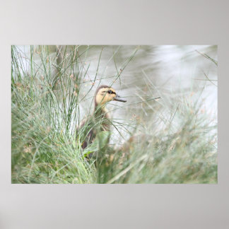 Poster Pato bebê