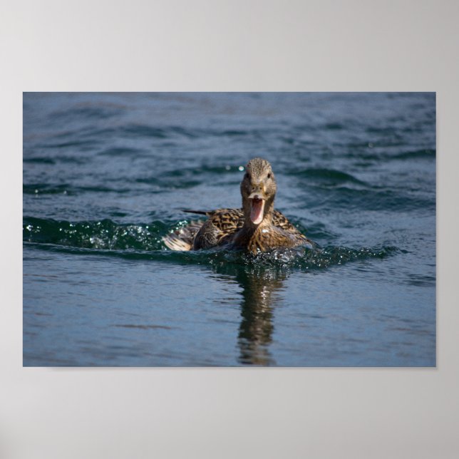 Poster Pato com bico aberto (Frente)