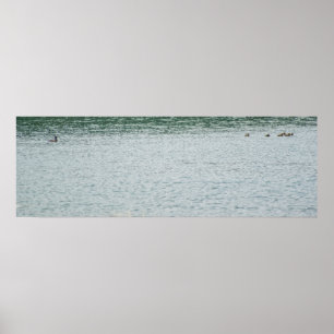 Poster Pato com pescoço de anéis