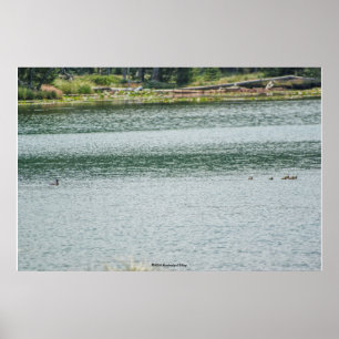 Poster Pato com pescoço de anéis