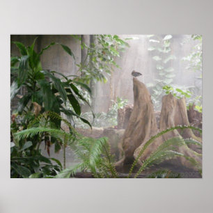 Póster Pato da selva