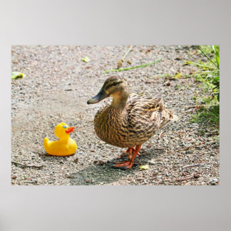 Póster Pato de borracha e Pato-mãe