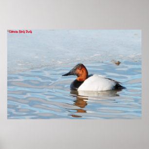 Poster Pato-de-costa-branca