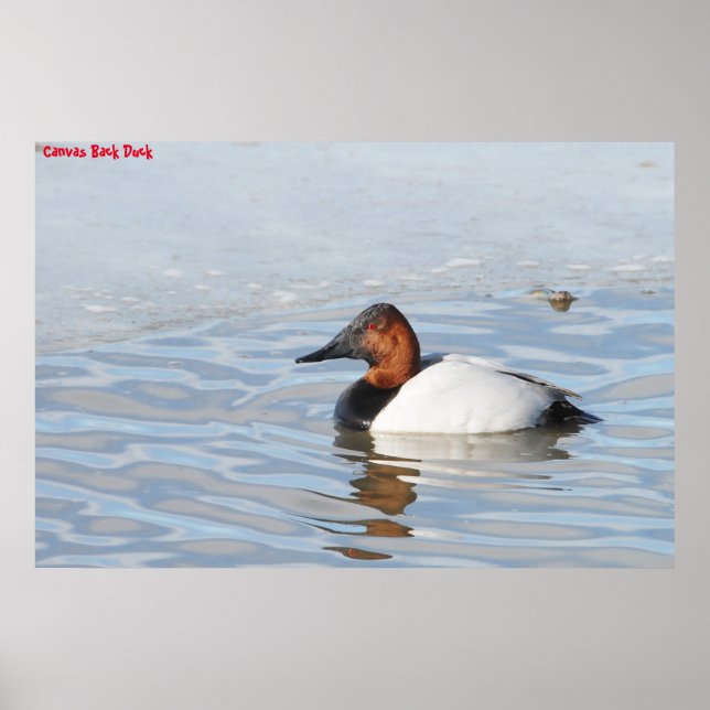 Poster Pato-de-costa-branca (Frente)
