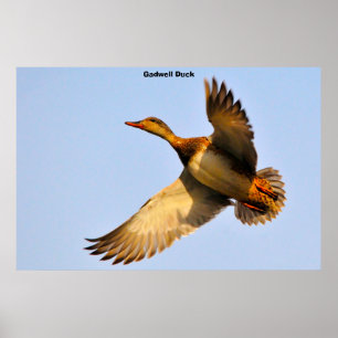 Poster Pato-de-costa-branca