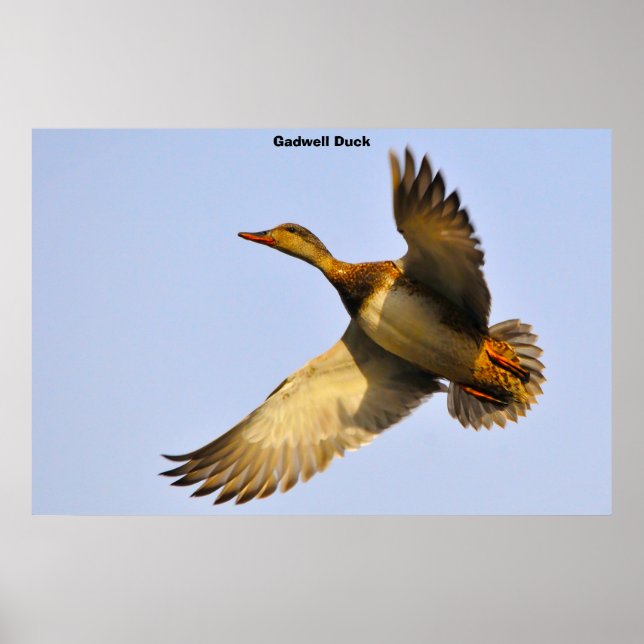 Poster Pato-de-costa-branca (Frente)